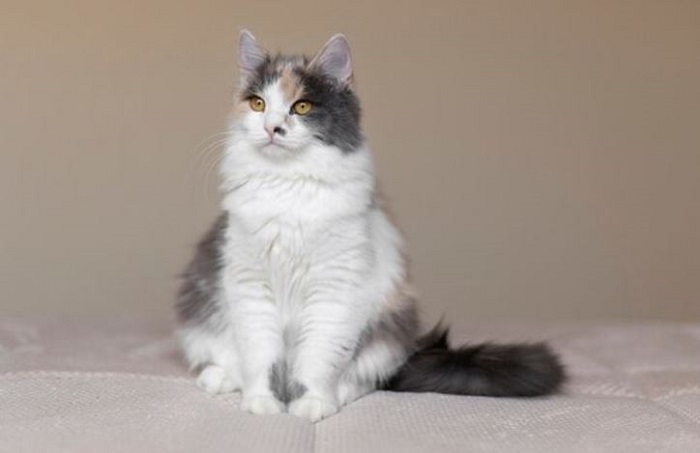 How Do I Find a Reputable Maine Coon Breeder Who Prioritizes Kitten&nbsp;Health