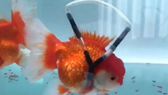 How Does Stress Impact Swim Bladder Function in Aquarium&nbsp;Fish